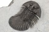 Scabriscutellum Trilobite - Nice Shell Detail #230481-5